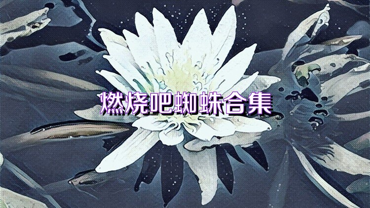 燃烧吧蜘蛛合集