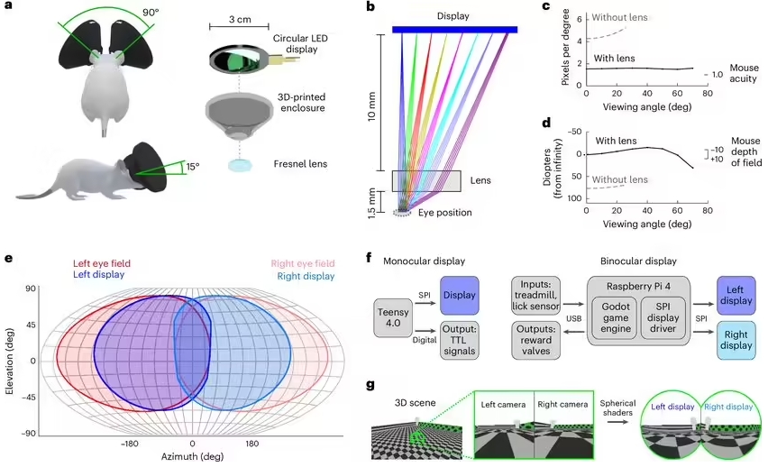 老鼠戴上VR眼镜，科学家开启大脑研究新篇章！