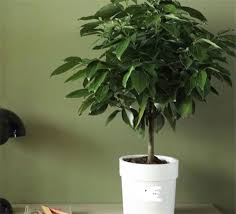 为搬家朋友精选：最佳送礼绿植推荐，打造温馨新居