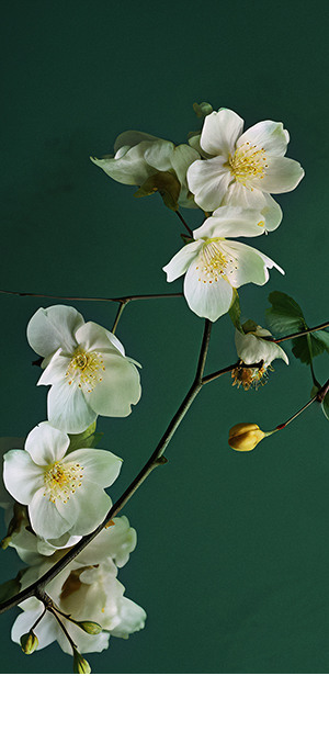 小米澎湃OS主题软件1